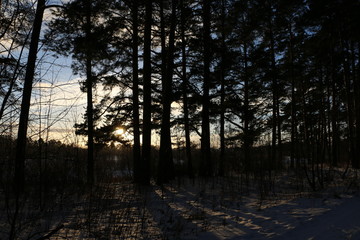 Obraz premium Опушка леса и закат зимним вечером