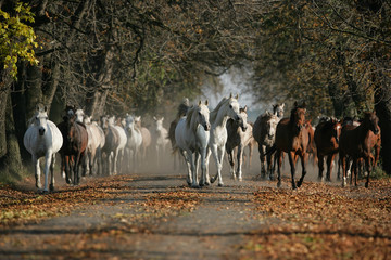 Arabian horses on the village road in misty light
