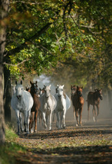 Arabian horses on the village road in misty light