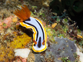 Nudibranch