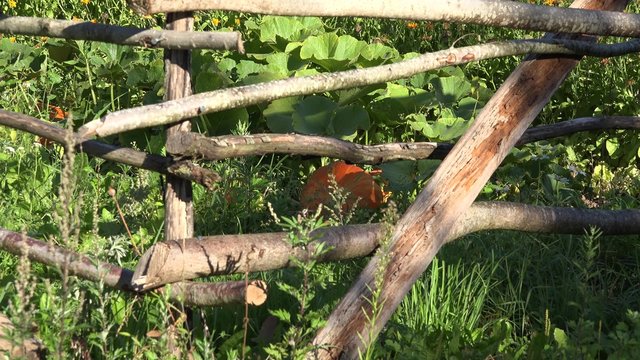 Pumpkin plants growing and greenhouse in farm garden enclosed with wooden fence. Zoom out shot. 4K