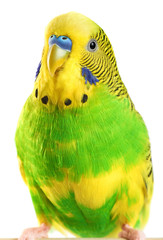 Fototapeta premium Budgerigar. Parrot isolated on white background.