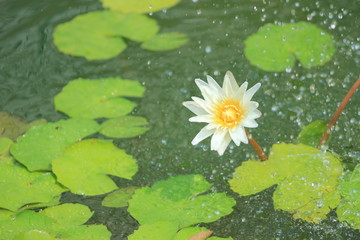 Lotus flower in the rain