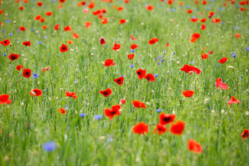 Blooming poppy field in summer