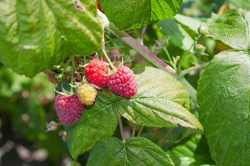 Raspberry fruits and leaves