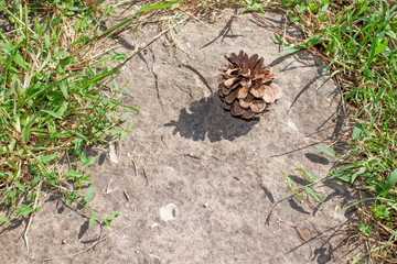 Stone and pinecone in grass 