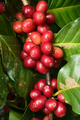 Coffee beans ripening on a tree.