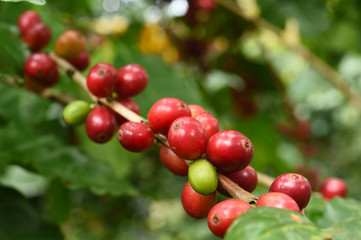Coffee beans ripening on a tree.