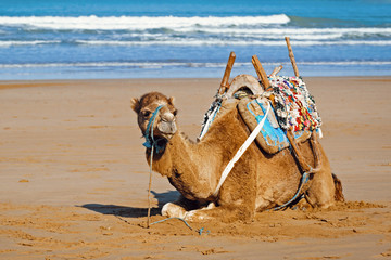 Young dromedary in the saddle lying on the sand, Morocco