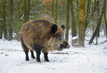 Boar in winter forest, The Netherlands