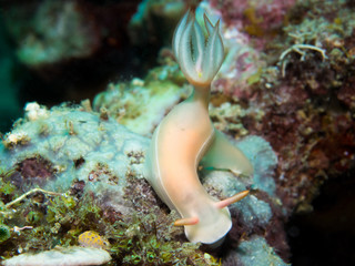 Nudibranch