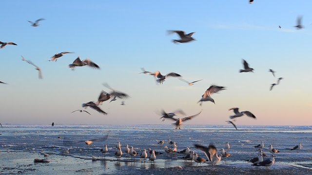 Seagulls on ice sea