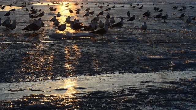 Seagulls on ice sea