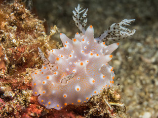 Nudibranch