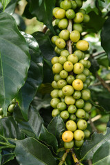 Yellow and green beans coffee on a tree.
