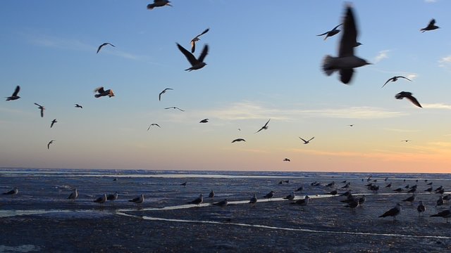 Sunset and seagulls