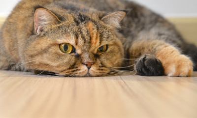 Cat lying on the floor, close up