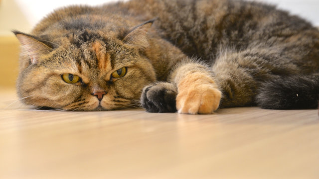 Cat lying on the floor, close up