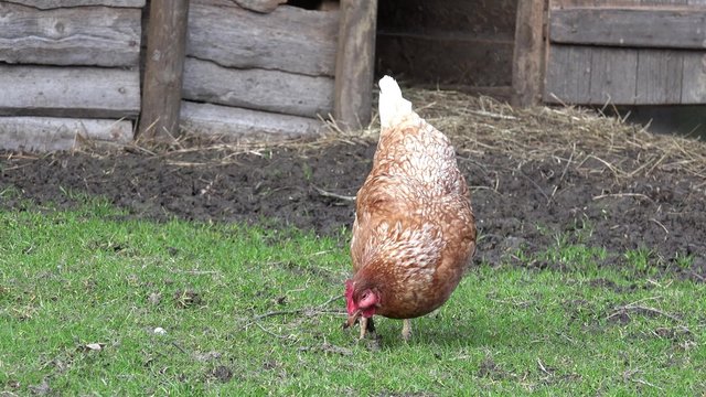 Huhn am picken