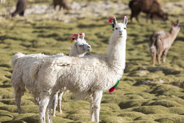 Portrait of beautiful Llamas, Bolivia