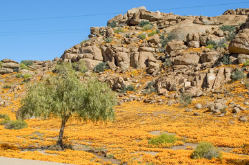 Orange daisies in Nababeep