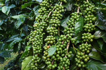 Green coffee beans on stem.