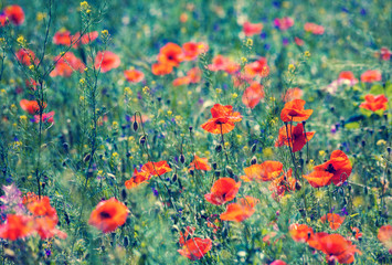 Obraz premium Vintage poppies field