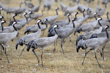 Common Crane at Agamon Hahula lake, Israel