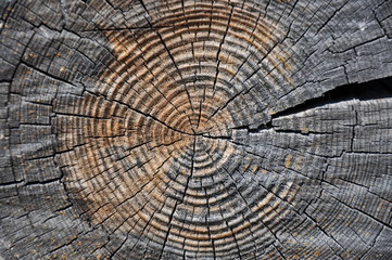 Naklejka premium cross section of the tree