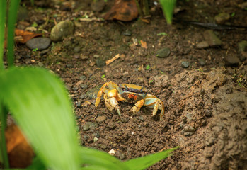 die gelbe Landkrabbe (Gecarcinus lagostoma) krabbelt am boden entlang