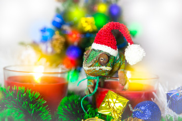 Chameleon  Santa Claus