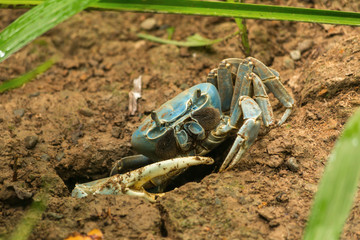 die Blaue Landkrabbe (Cardisoma guanhumi) kommt aus ihrem Erdloch