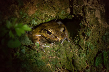 eine Aga-Kröte (Bufo marinus) sitze in einem Loch