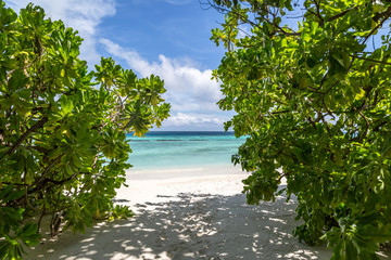 ein wunderschöner Strand mit Pflanzen auf einer Malediveninsel