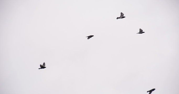 Birds Soar Into the Cloudy Sky