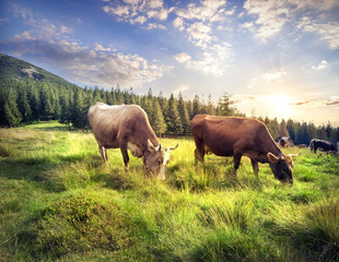 Cows on mountain pasture