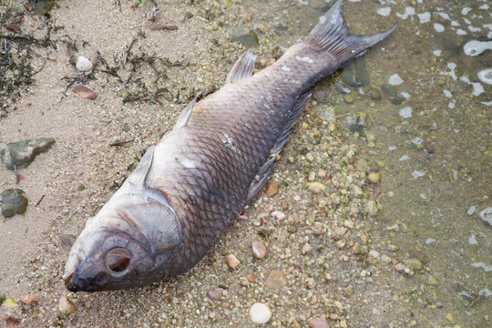 Dead fish on the shore of a lake