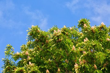 Fototapeta na wymiar Blooming chestnut tree against the bright blue sky
