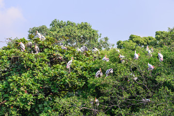 Milky stork, birds resting on tree after raining.