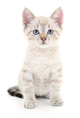 Kitten on a white background