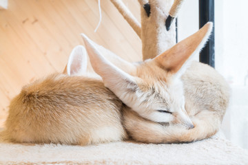 fennec fox