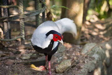 Fototapeta premium Siamese Fireback.