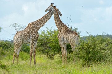 Naklejka na ściany i meble Giraffes in savanna, Kruger national park, South Africa 