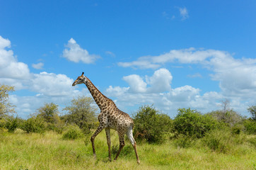 Giraffe in savanna, Kruger national park, South Africa
