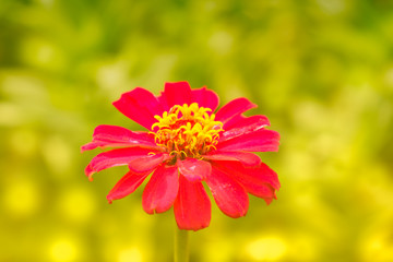 red flower