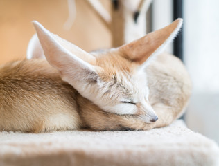 fennec fox