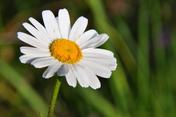 Marguerite