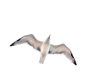 Seagull flying, gliding or soaring isolated on white
