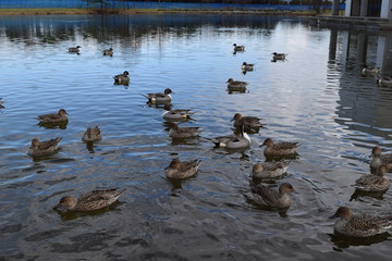 オナガガモ／山形県の庄内平野で、飛来してきた オナガガモ を撮影した写真です。