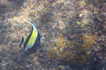 Moorish idol 
